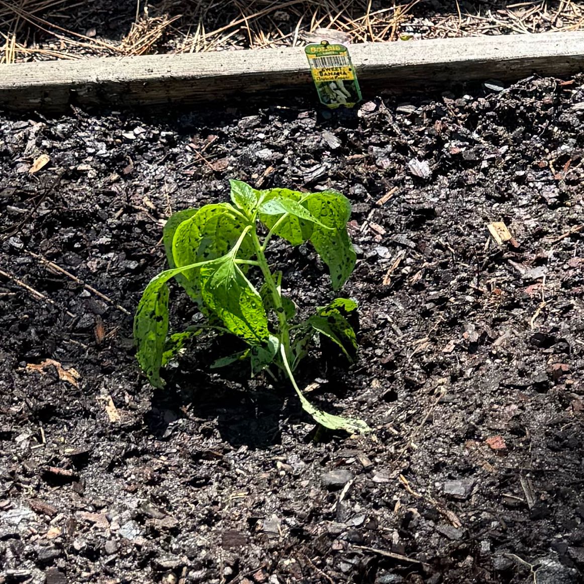 Photo of the plant species Jalapeno Pepper by @DearSuncup86 named Julio the Jalapeño on Greg, the plant care app