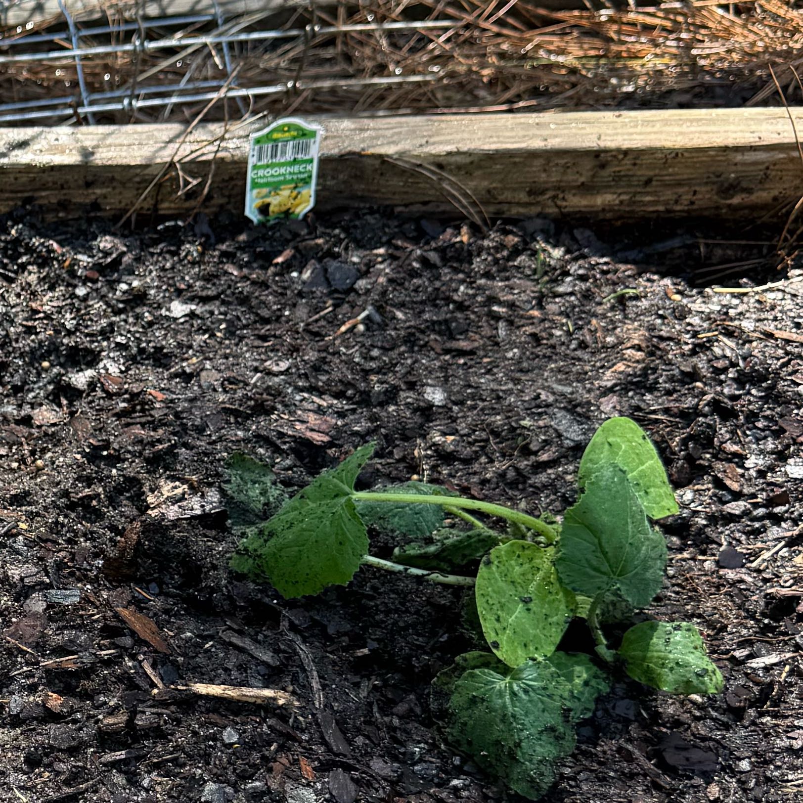 Photo of the plant species Crookneck Squash by @DearSuncup86 named Squashy McSquashface on Greg, the plant care app