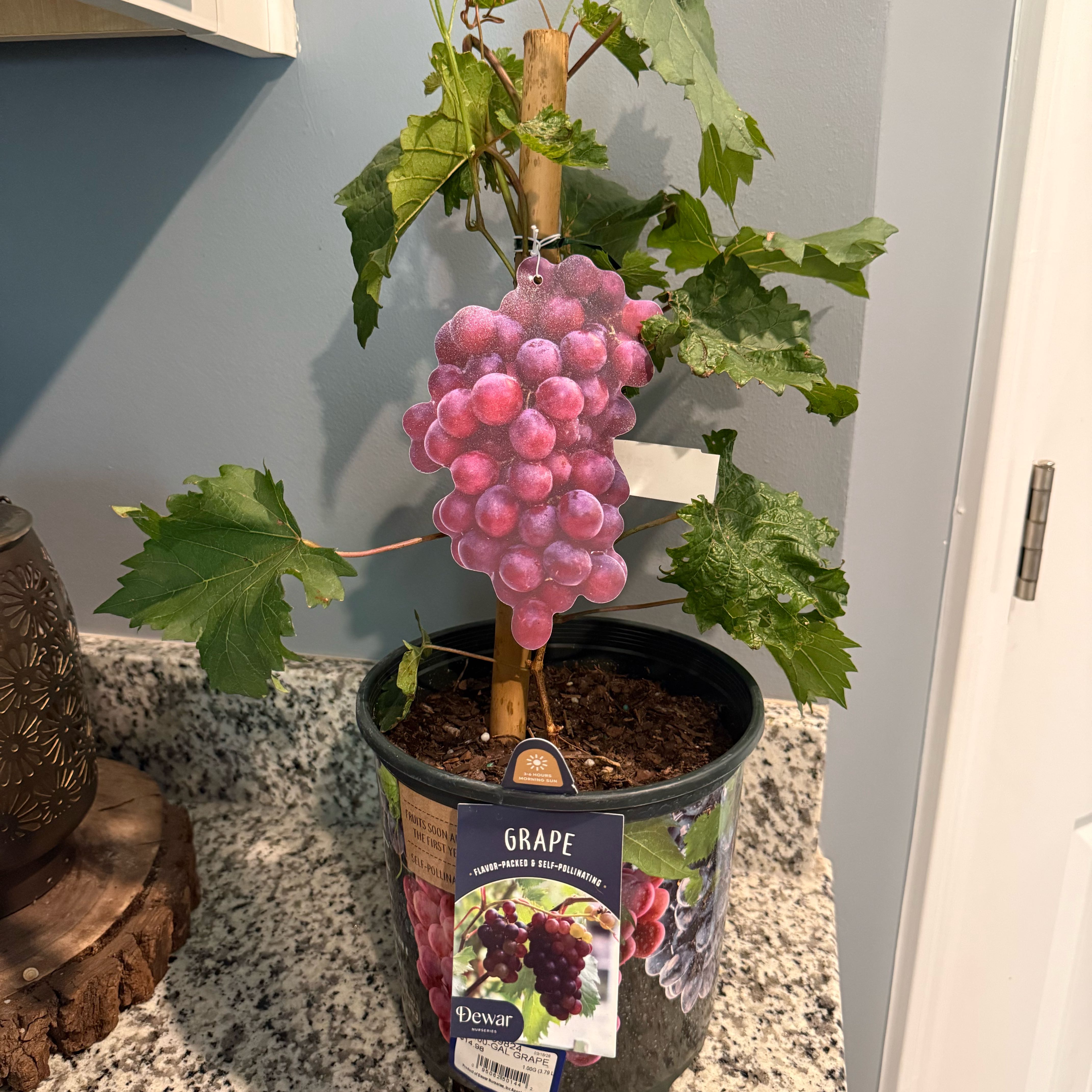 Photo of the plant species Grapes by @DearSuncup86 named Gilbert Grape 🍇 on Greg, the plant care app