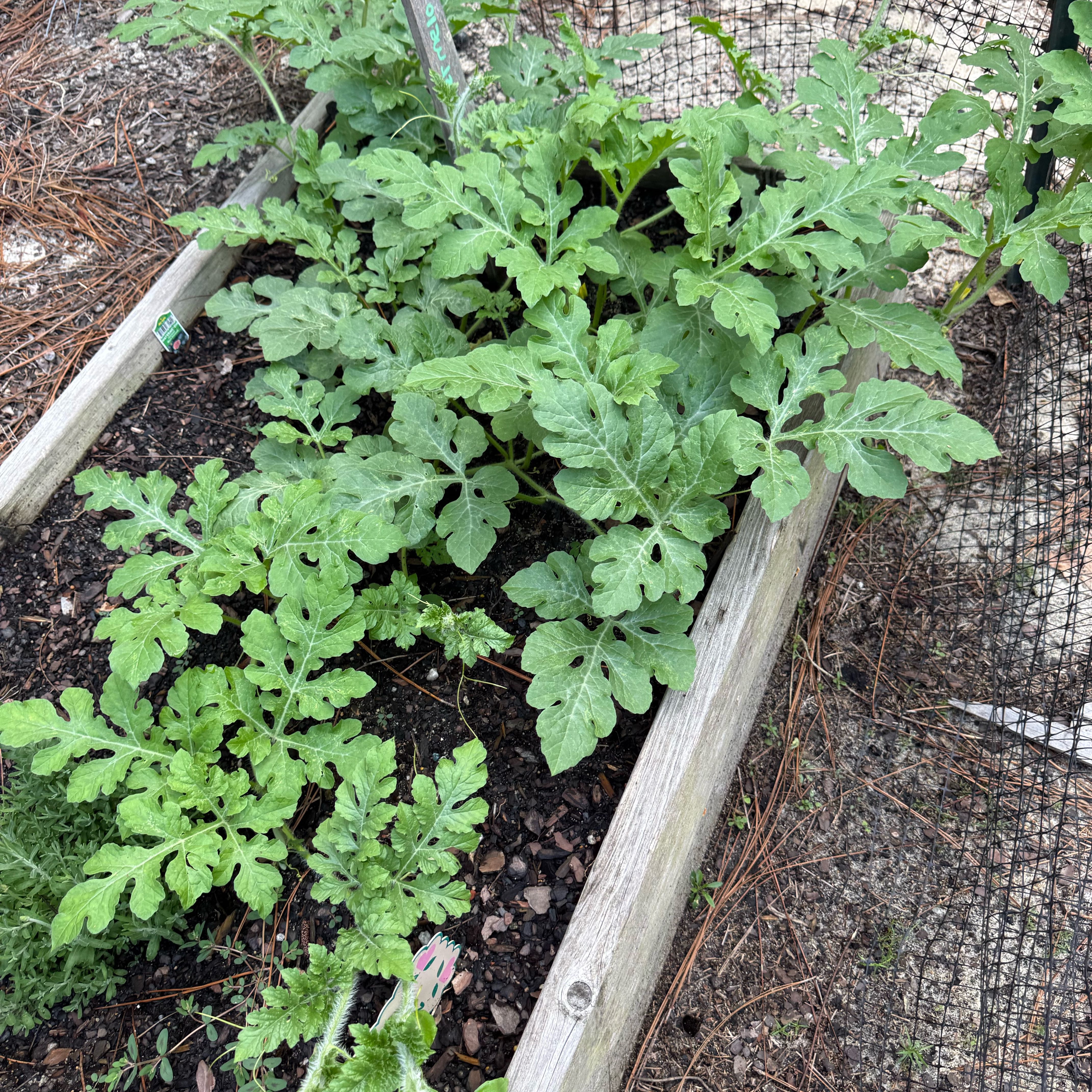 Photo of the plant species Watermelon by @DearSuncup86 named Wally the Watermelon on Greg, the plant care app