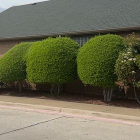 Photo of the plant species Laurel Sumac by @CentralIcarus42 named Tree Diddy on Greg, the plant care app