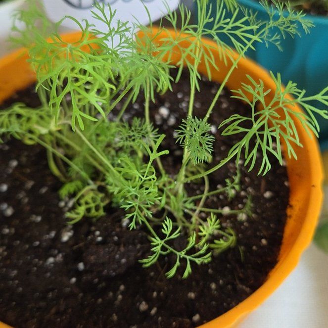 Photo of the plant species Dill by @Amykins named Remington on Greg, the plant care app