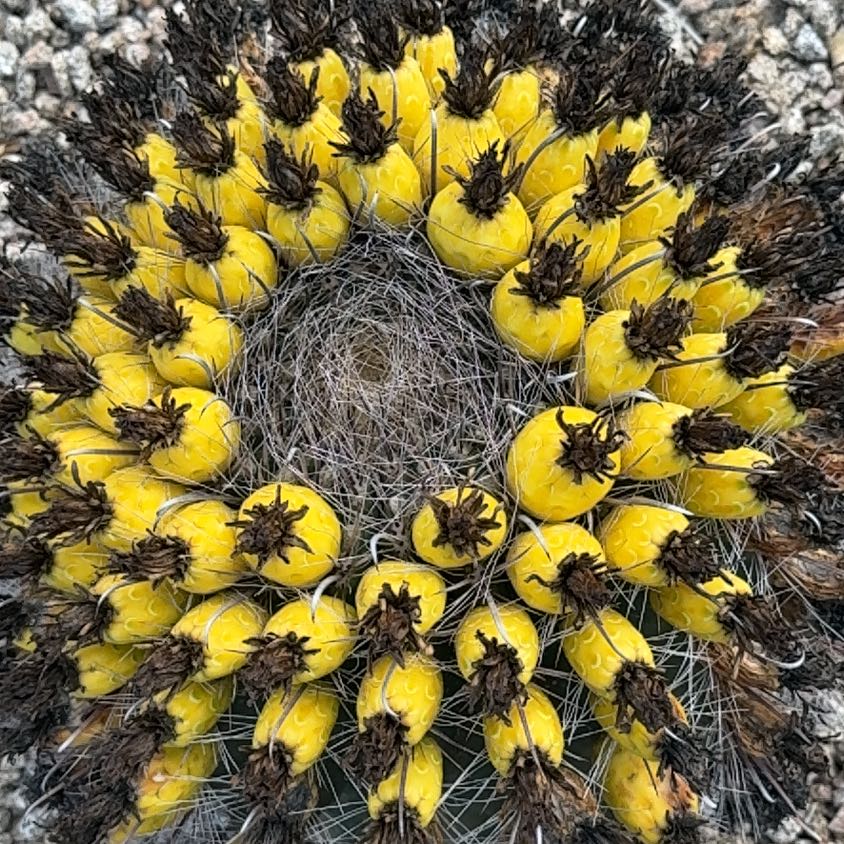 Photo of the plant species Barrel Cactus by @PetPoinsettia51 named Sol on Greg, the plant care app