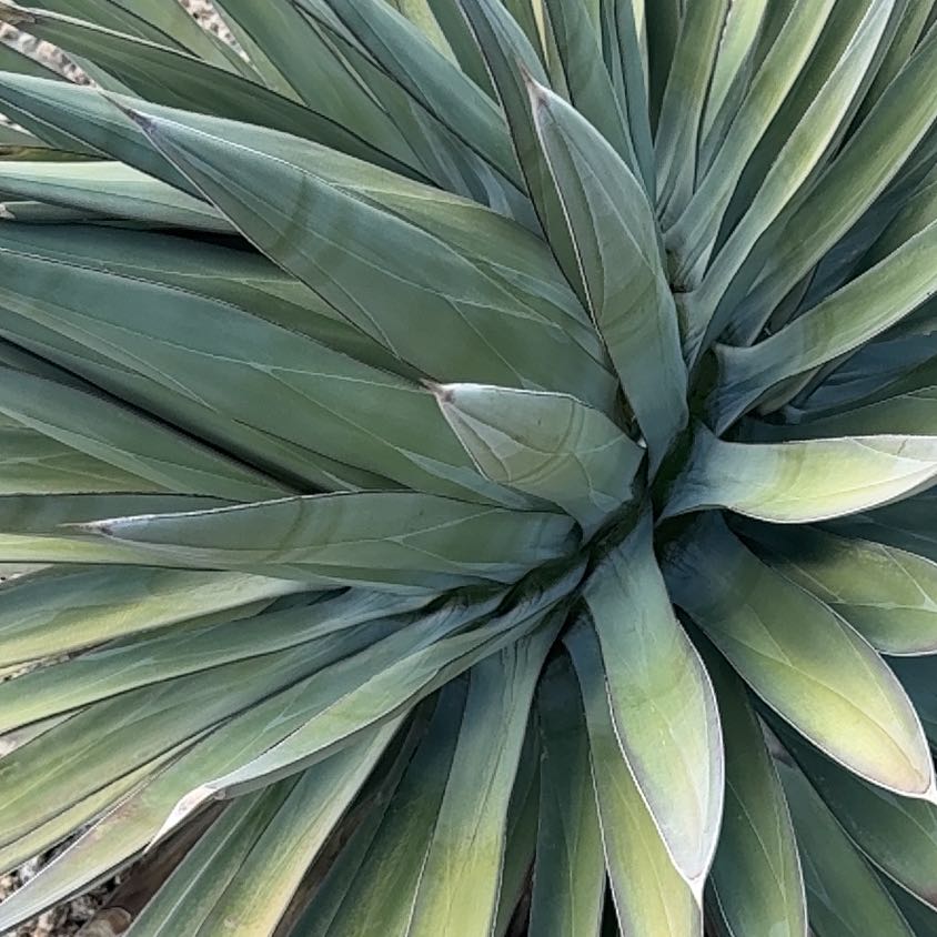 Photo of the plant species Mescal by @PetPoinsettia51 named Scarlett on Greg, the plant care app