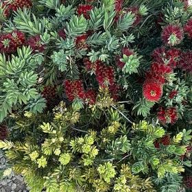 Photo of the plant species Pōhutukawa by @PetPoinsettia51 named Sproutacus on Greg, the plant care app