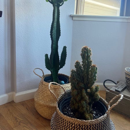 Photo of the plant species Desert Candle Cactus by @j_bit named Euphorbia Acruensis on Greg, the plant care app