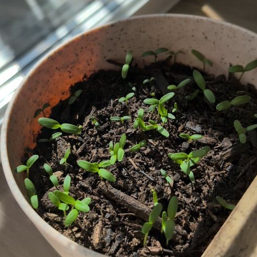 Photo of the plant species Marigold by @HoorayAlbo2 named Madonna on Greg, the plant care app