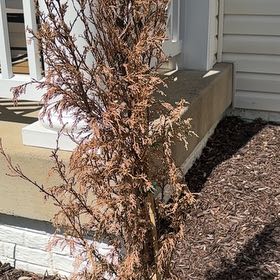 Photo of the plant species Cypress by @RealBibi75 named Anne on Greg, the plant care app