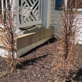 Photo of the plant species Cypress by @RealBibi75 named Marilyn on Greg, the plant care app