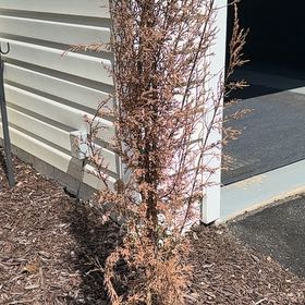 Photo of the plant species Cherry Plum by @RealBibi75 named Captain Plant-it on Greg, the plant care app