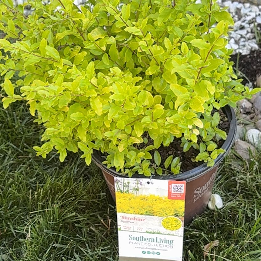 Photo of the plant species Vaccinium Myrtillus by @RealBibi75 named Michelle Branch on Greg, the plant care app