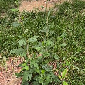 Photo of the plant species Korean Rose by @RealBibi75 named Austen on Greg, the plant care app