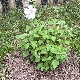 Photo of the plant species Korean Rose by @RealBibi75 named Fernie Mercury on Greg, the plant care app