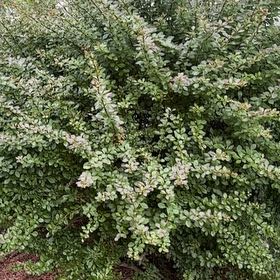 Photo of the plant species Japanese Barberry by @RealBibi75 named Gobi on Greg, the plant care app