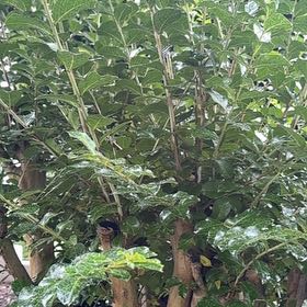 Photo of the plant species Sky Pencil Holly by @RealBibi75 named Sir Plancelot on Greg, the plant care app