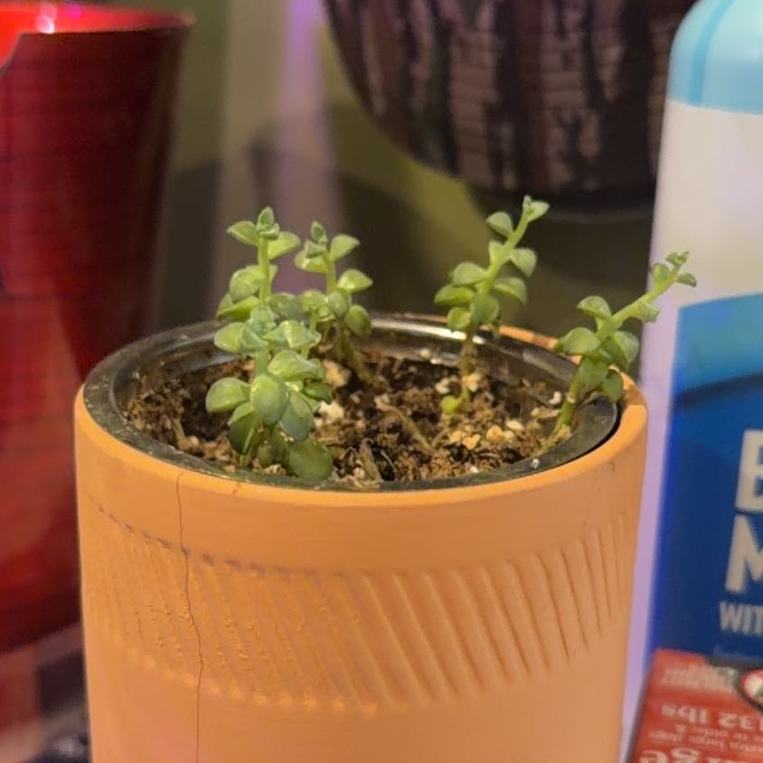 Photo of the plant species Wondering Jude Tortuga by @MatureTule97 named Foxxy on Greg, the plant care app