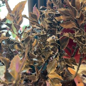 Photo of the plant species Holly by @MatureTule97 named Athena on Greg, the plant care app