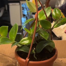 Photo of the plant species Lipstick Plant by @FabAlocasia88 named Gregarious on Greg, the plant care app
