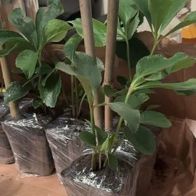 Photo of the plant species Broad Bean by @FabAlocasia88 named Scarlett on Greg, the plant care app