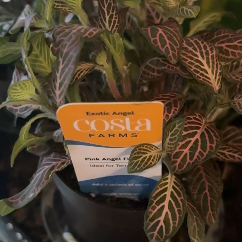 Photo of the plant species Pink Angel Fittonia by @FabAlocasia88 named Sigmund on Greg, the plant care app