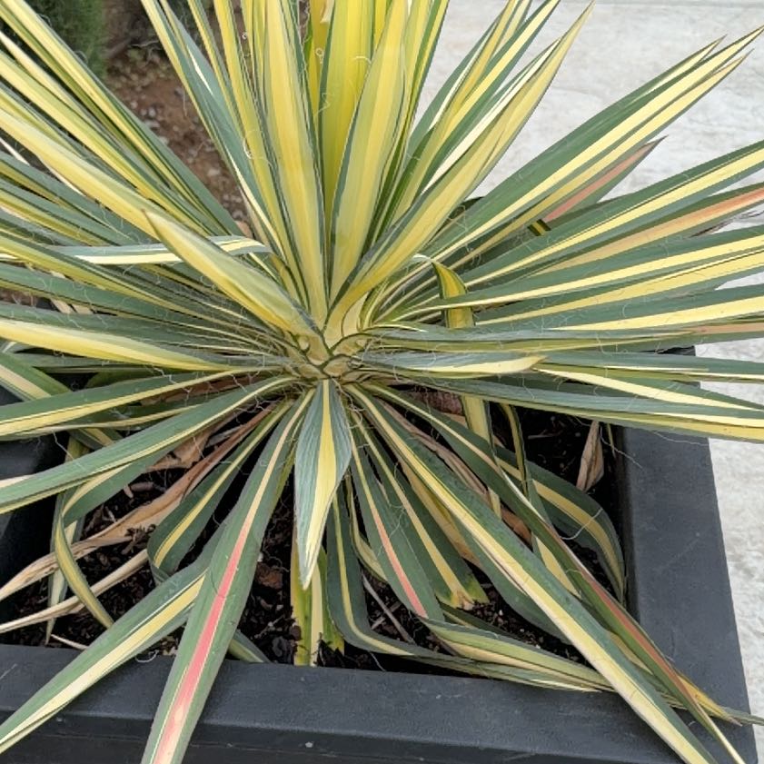 Photo of the plant species Spanish Dagger by @GlossyNapaea45 named Rihanna on Greg, the plant care app