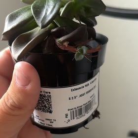 Photo of the plant species Echeveria 'Licorice' by @SmartLoquat64 named Nithin on Greg, the plant care app