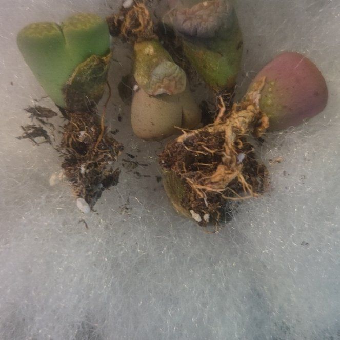 Photo of the plant species Common Water-Hyacinth by @WeightyEncina52 named Leaf Erickson on Greg, the plant care app
