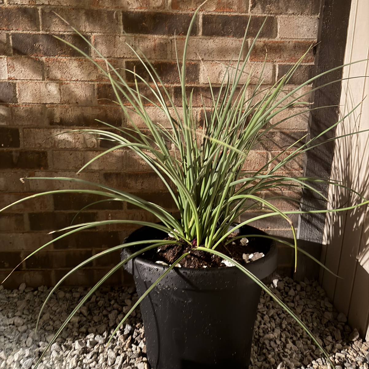 Photo of the plant species Red Yucca by @TryLavaplant43 named Keanu Leaves on Greg, the plant care app