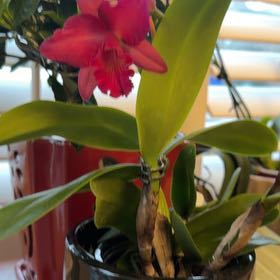 Photo of the plant species Cattleya Orchid by @GemChisme67 named Bella on Greg, the plant care app
