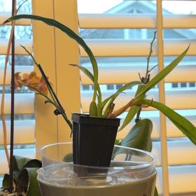 Photo of the plant species Zygopetalum Orchid by @GemChisme67 named will syd on Greg, the plant care app