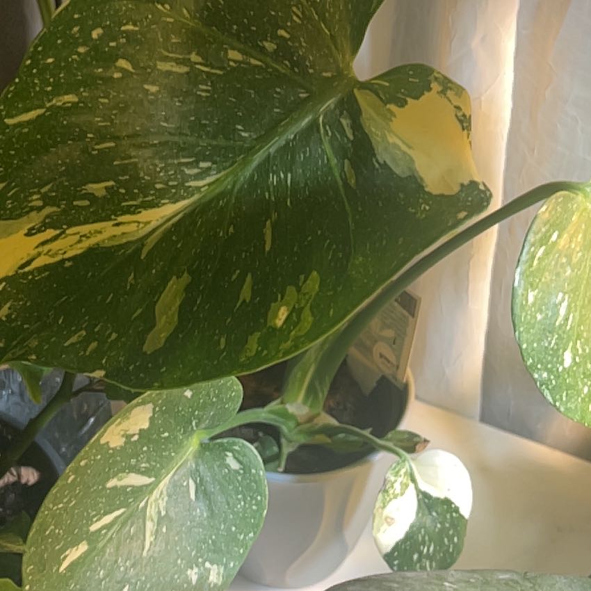 Photo of the plant species Monstera by @LushCocoplum29 named Pax on Greg, the plant care app