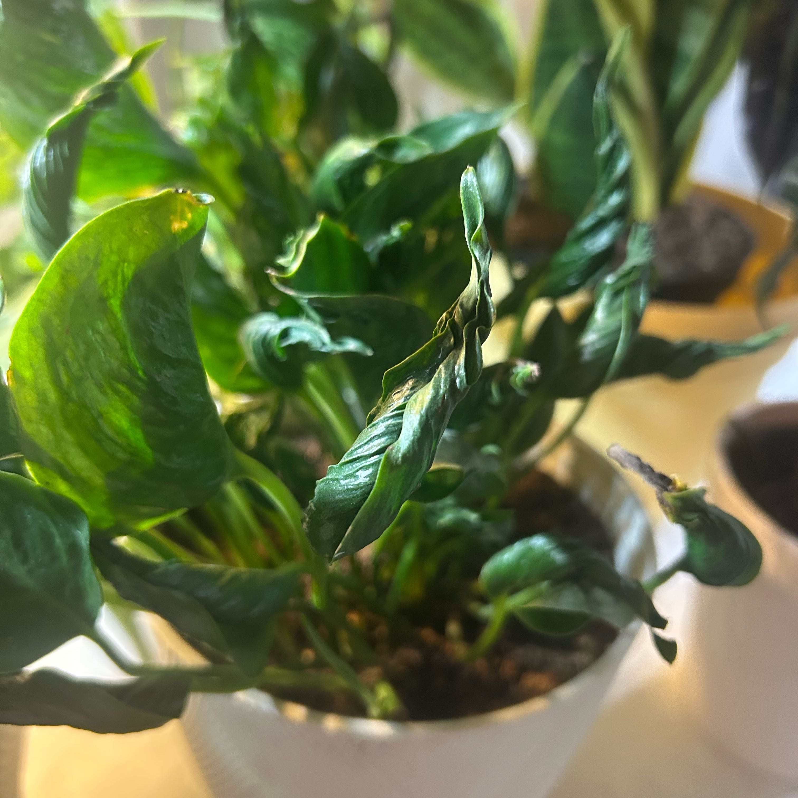 Photo of the plant species Pothos 'Shangri La' by @LushCocoplum29 named Gaga on Greg, the plant care app