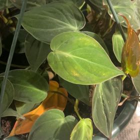 Photo of the plant species Philodendron scandon by @LushCocoplum29 named Drake on Greg, the plant care app
