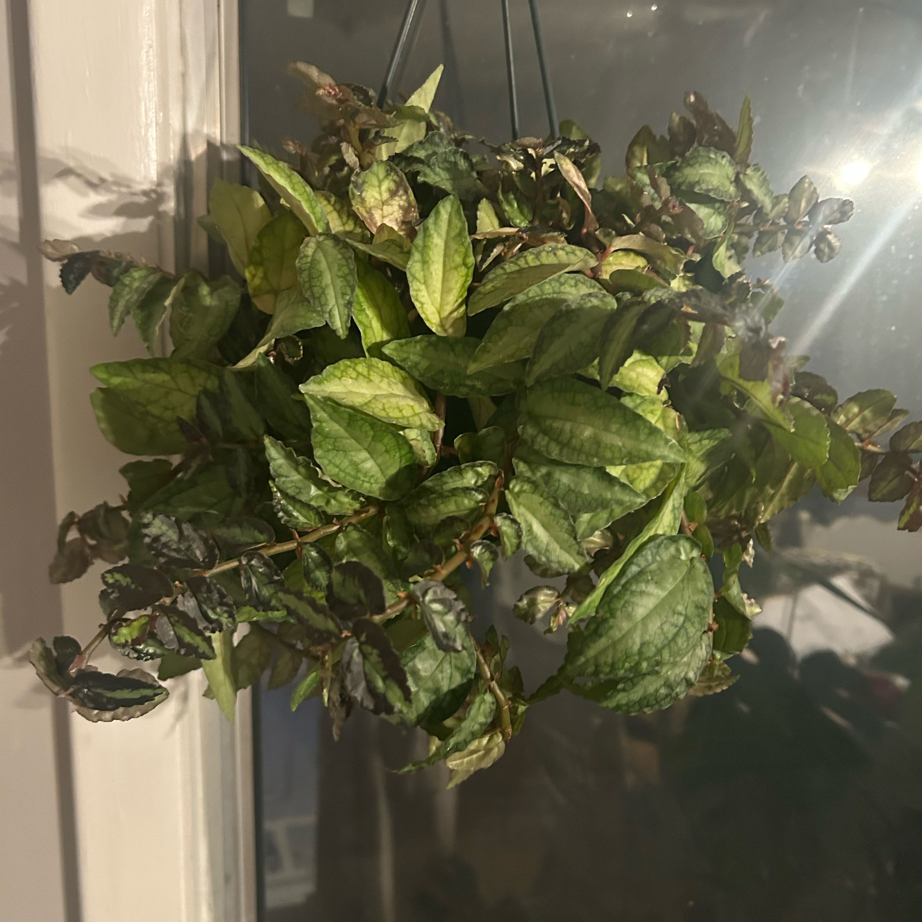 Photo of the plant species Pellonia Pulchra by @LushCocoplum29 named Agitha on Greg, the plant care app