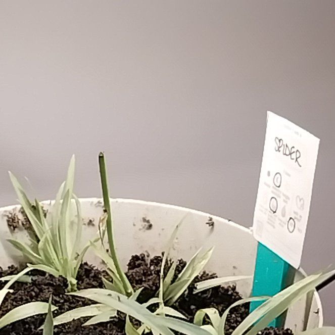 Photo of the plant species Beach Spiderlily by @SirGreyalder80 named Homer on Greg, the plant care app