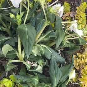 Photo of the plant species Virginia Bluebell by @LordBrakefern44 named Lavender on Greg, the plant care app