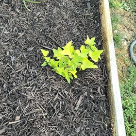 Photo of the plant species Sweet Potato Vine 'Sweet Caroline Green' by @HeroineVaccaria named Caroline on Greg, the plant care app