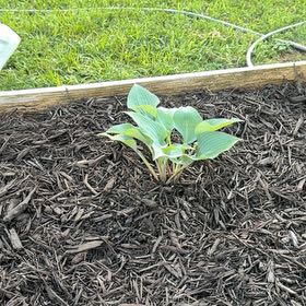 Photo of the plant species Hosta 'Halcyon' by @HeroineVaccaria named Sonora on Greg, the plant care app