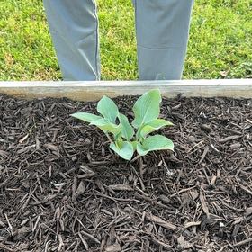 Photo of the plant species Hosta 'Halcyon' by @HeroineVaccaria named Navajo on Greg, the plant care app