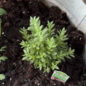 Photo of the plant species Lavender Haze by @HeroineVaccaria named Kylie on Greg, the plant care app