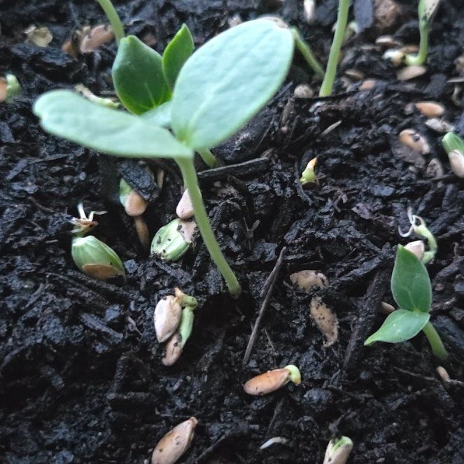 Photo of the plant species Cantaloupe by @TitanicPersia37 named Fortnite on Greg, the plant care app