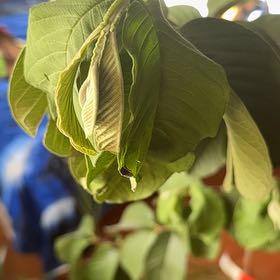 Photo of the plant species Guava Tree by @Rydersfarms named Naomi on Greg, the plant care app