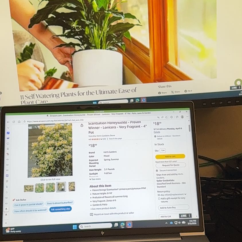 Photo of the plant species Scentsation Honeysuckle Vine by @UnbiasedBroom9 named Scentsation on Greg, the plant care app