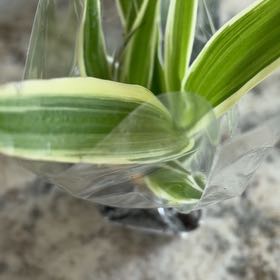 Photo of the plant species California False Hellebore by @TryEvergreen86 named Maya on Greg, the plant care app