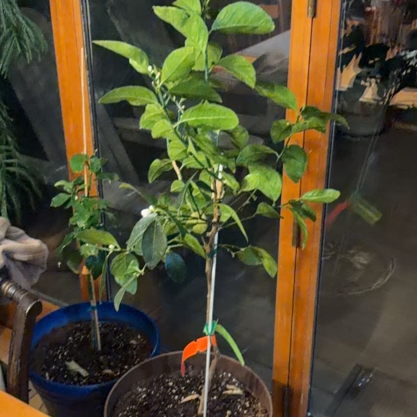 Photo of the plant species Bearss Lime by @QualityKiekie39 named Jimmy Buffet on Greg, the plant care app