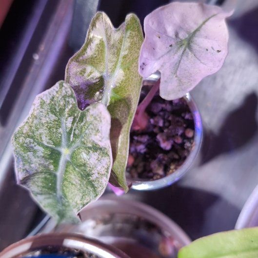 Photo of the plant species Alocasia Amazonica Pink Polly by @VipBluepearl11 named Doja Cat on Greg, the plant care app