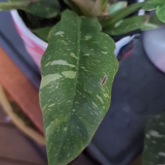 Photo of the plant species Varigated Ring of Fire by @VipBluepearl11 named Bodhi on Greg, the plant care app