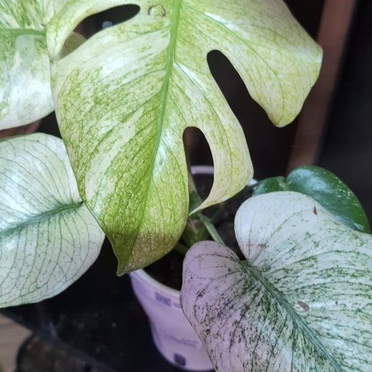 Photo of the plant species Monstera 'White Monster' by @VipBluepearl11 named Naomi on Greg, the plant care app