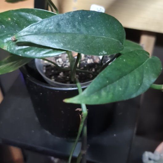 Photo of the plant species Skeleton Key Pothos by @VipBluepearl11 named Aria on Greg, the plant care app