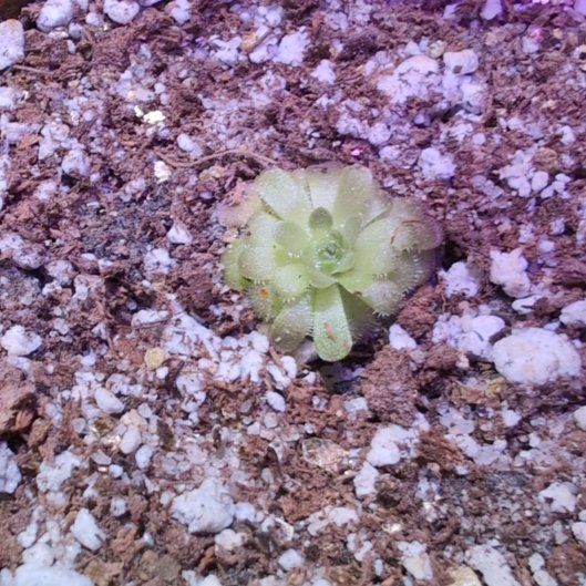 Photo of the plant species butterwort by @VipBluepearl11 named Mochi on Greg, the plant care app